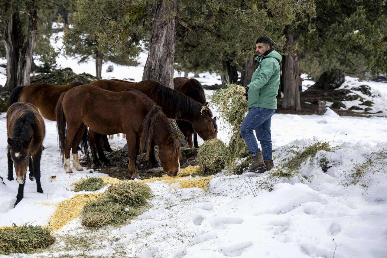 Toroslar’da yılkı atlarına kış desteği: Karboğazı’na yem bırakıldı 1